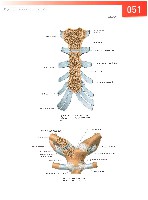 Sobotta  Atlas of Human Anatomy  Trunk, Viscera,Lower Limb Volume2 2006, page 58